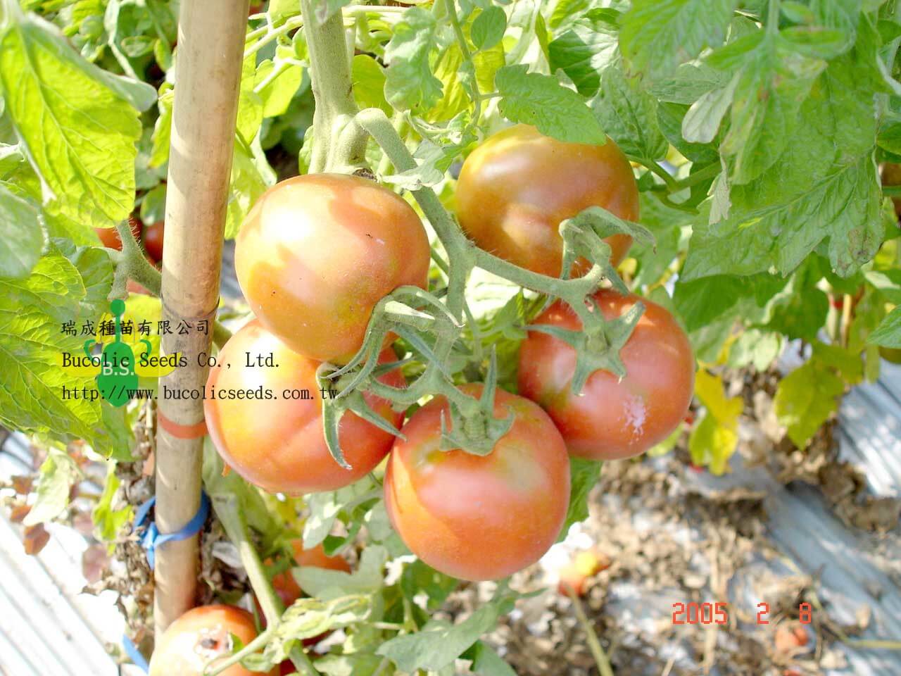 N粉紅番茄 275 太郎